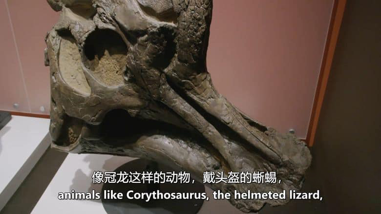 加拿大纪录片《恐龙小径 Dino Trails 2019》英语中英双字 无水印纯净版 1080P/MKV/2.71G 最新的恐龙发现插图2 加拿大纪录片《恐龙小径 Dino Trails 2019》英语中英双字 无水印纯净版 1080P/MKV/2.71G 最新的恐龙发现插图2