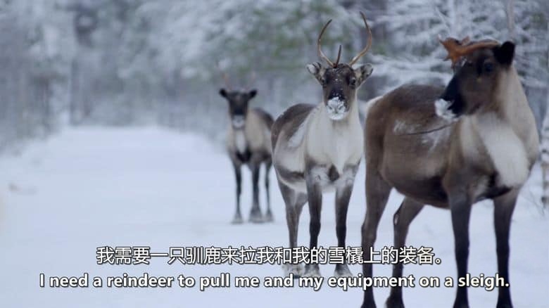 BBC纪录片《驯鹿家族与我 Reindeer Family And Me 2017》英语中英双字 无水印纯净版 1080P/MKV/1.93G 驯鹿家族插图3 BBC纪录片《驯鹿家族与我 Reindeer Family And Me 2017》英语中英双字 无水印纯净版 1080P/MKV/1.93G 驯鹿家族插图3