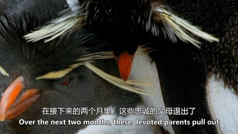 BBC纪录片《企鹅家族 Penguins: Meet the Family 2020》英语中英双字 无水印纯净版 1080P/MKV/3.74G 企鹅与种族插图3