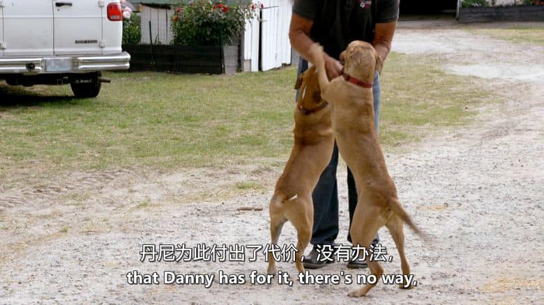 美国纪录片《同一汪檐下 Life in the Doghouse 2018》英语中英双字 无水印纯净版 1080P/MKV/4.91G 拯救狗狗二人组插图3 美国纪录片《同一汪檐下 Life in the Doghouse 2018》英语中英双字 无水印纯净版 1080P/MKV/4.91G 拯救狗狗二人组插图3