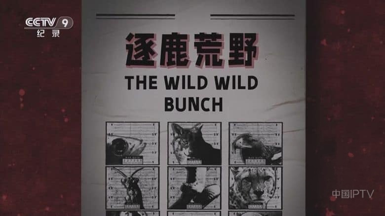 央视纪录片《逐鹿荒野 The Wild Wild Bunch 2025》全3集 国语中字 1080P/TS/9.03G 动物猎食法则插图 央视纪录片《逐鹿荒野 The Wild Wild Bunch 2025》全3集 国语中字 1080P/TS/9.03G 动物猎食法则插图