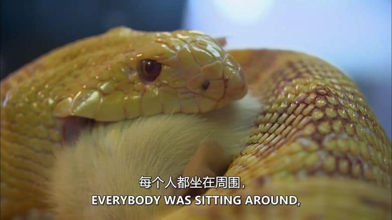 探索频道《我的极度动物恐惧症 My Extreme Animal Phobia 2011》全4集 英语中英双字 无水印纯净版 1080P/MKV/12.7G 动物我最怕插图2