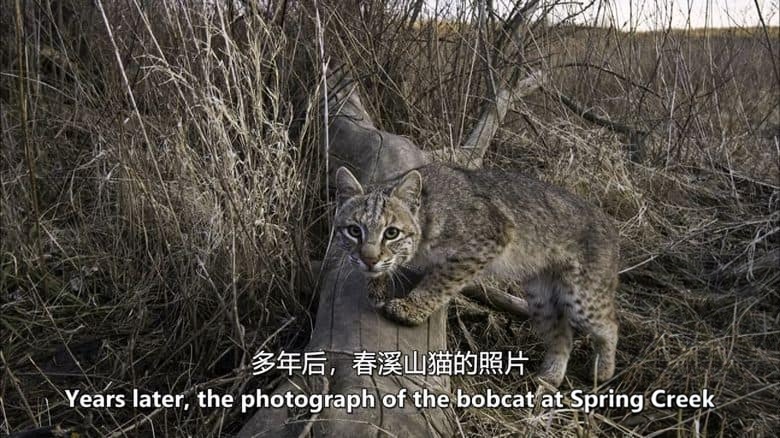 PBS纪录片《大平原 Great Plains 2013》全2集 英语中英双字 无水印纯净版 1080P/MKV/8.31G 北美大平原插图2