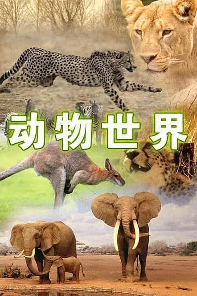 央视纪录片《动物世界(赵忠祥版) Animal World 1968》共107集 国语无字 1080P/TS/150G 动物世界插图 央视纪录片《动物世界(赵忠祥版) Animal World 1968》共107集 国语无字 1080P/TS/150G 动物世界插图