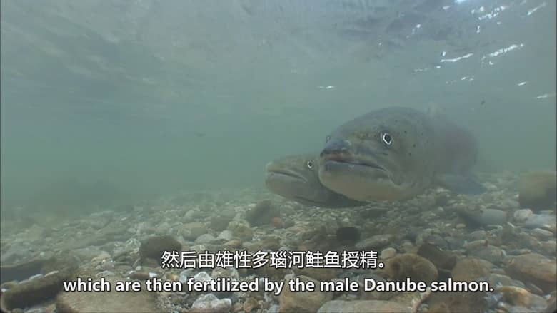 奥地利纪录片《追逐阳光的生灵 Sun Seeking Creatures, a Mediterranean World 2017》英语中英双字 无水印纯净版 1080P/MKV/4.09G 奥地利生态插图5
