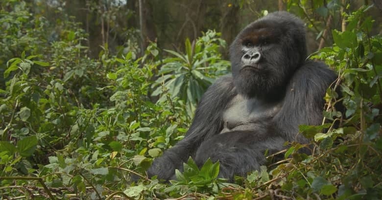 英国纪录片《大卫·艾登堡：大猩猩的故事 A Gorilla Story: Told by David Attenborough 2026》英语中英双字 无水印纯净版 1080P/MKV/1.43G 大猩猩的故事插图6