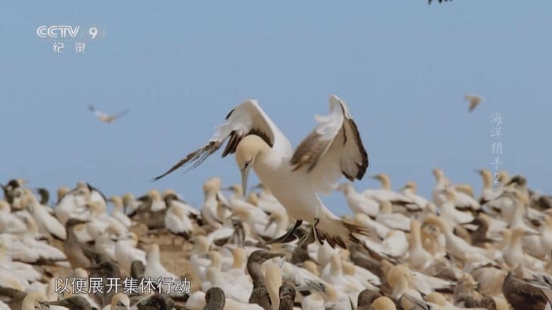 BBC纪录片《海洋猎手 Hunters of the South Seas 2015》全2集 国语中字 央视译制版 1080P/TS/7.19G 南海猎人插图3