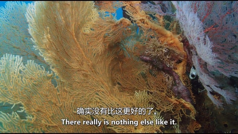 加拿大纪录片《救援珊瑚礁 Reef Rescue 2020》英语中英双字 无水印纯净版 1080P/MKV/2.97G 救援珊瑚礁插图3 加拿大纪录片《救援珊瑚礁 Reef Rescue 2020》英语中英双字 无水印纯净版 1080P/MKV/2.97G 救援珊瑚礁插图3