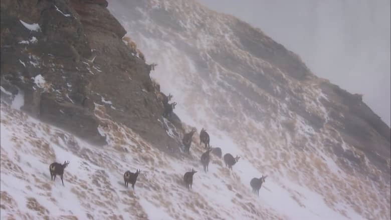 奥地利纪录片《魔力山脉：羚羊之地 Magic Mountains：Land of the Chamois 2012》英语中英双字 无水印纯净版 1080P/MKV/5.23G 奥地利生态插图2