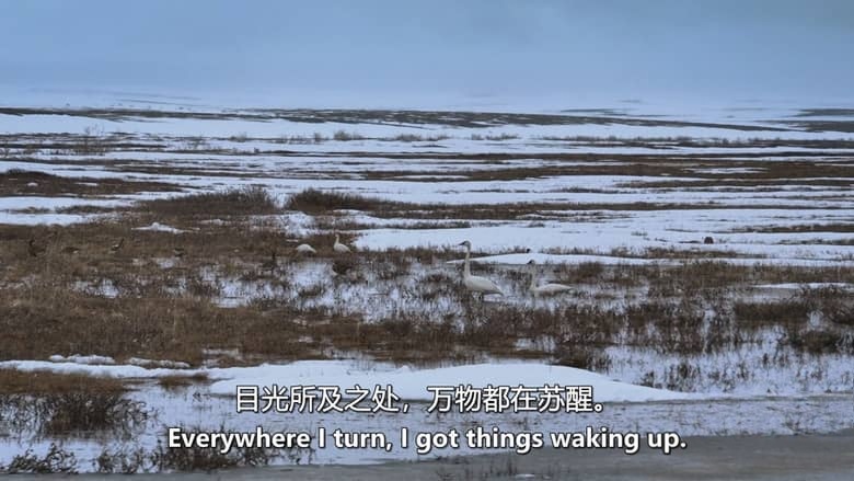 国家地理《零度以下的生活 Life Below Zero 2026》第23季全20集 英语中英双字 官方纯净版 1080P/MKV/45G 零下极限生活插图4 国家地理《零度以下的生活 Life Below Zero 2026》第23季全20集 英语中英双字 官方纯净版 1080P/MKV/45G 零下极限生活插图4