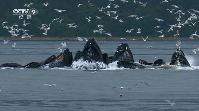 BBC纪录片《海洋猎手 Hunters of the South Seas 2015》全2集 国语中字 央视译制版 1080P/TS/7.19G 南海猎人插图1