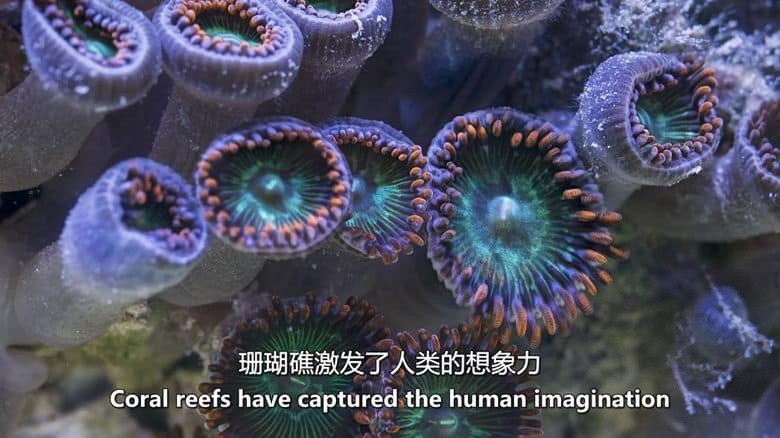 加拿大纪录片《救援珊瑚礁 Reef Rescue 2020》英语中英双字 无水印纯净版 1080P/MKV/2.97G 救援珊瑚礁插图1 加拿大纪录片《救援珊瑚礁 Reef Rescue 2020》英语中英双字 无水印纯净版 1080P/MKV/2.97G 救援珊瑚礁插图1