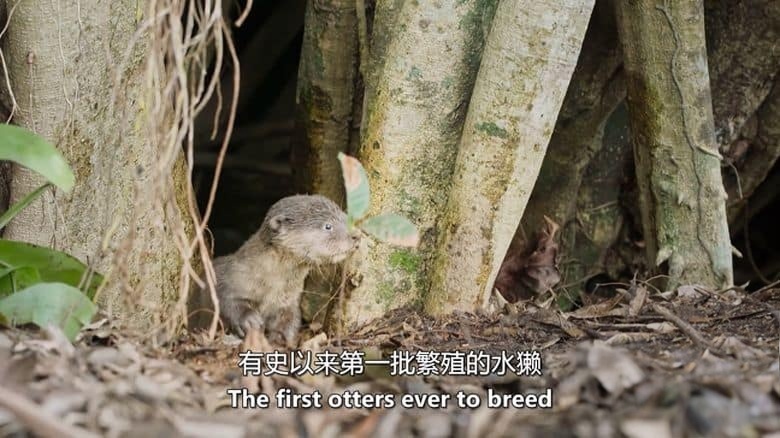 美国纪录片《河流世界 River World 2020》英语中英双字 无水印纯净版 1080P/MKV/3.61G 河流生态插图2