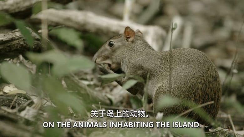 史密森尼频道《热带雨林的奥秘 Mysteries of the Rainforest 2016》英语中英双字 无水印纯净版 1080P/MKV/3.75G 热带雨林插图1 史密森尼频道《热带雨林的奥秘 Mysteries of the Rainforest 2016》英语中英双字 无水印纯净版 1080P/MKV/3.75G 热带雨林插图1