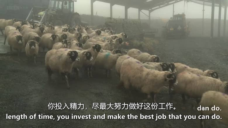 英国纪录片《牧羊成痴 Addicted to Sheep 2015》英语中英双字 无水印纯净版 1080P/MKV/1.43G 牧羊生活插图3 英国纪录片《牧羊成痴 Addicted to Sheep 2015》英语中英双字 无水印纯净版 1080P/MKV/1.43G 牧羊生活插图3