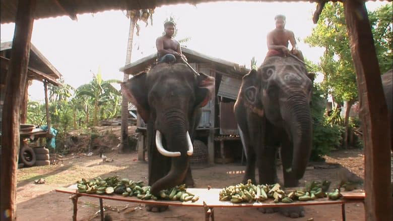 澳大利亚纪录片《最后的象夫 The Last Mahout 2008》英语中英双字 无水印纯净版 1080P/MKV/4.66G 亚洲象插图4 澳大利亚纪录片《最后的象夫 The Last Mahout 2008》英语中英双字 无水印纯净版 1080P/MKV/4.66G 亚洲象插图4