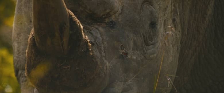 英国纪录片《犀牛 Rhino 2025》英语无字幕 无水印纯净版 1080P/MKV/5.5G 南非偷猎战争插图2 英国纪录片《犀牛 Rhino 2025》英语无字幕 无水印纯净版 1080P/MKV/5.5G 南非偷猎战争插图2
