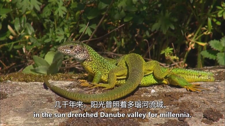 奥地利纪录片《追逐阳光的生灵 Sun Seeking Creatures, a Mediterranean World 2017》英语中英双字 无水印纯净版 1080P/MKV/4.09G 奥地利生态插图3