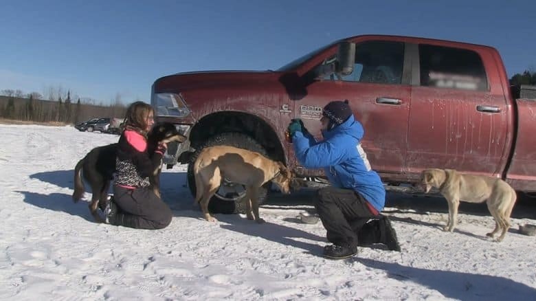 PBS纪录片《雪橇 Musher 2021》英语中英双字 无水印纯净版 1080P/MKV/3.42G 雪橇犬比赛插图4 PBS纪录片《雪橇 Musher 2021》英语中英双字 无水印纯净版 1080P/MKV/3.42G 雪橇犬比赛插图4