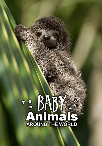 美国纪录片《动物宝宝 Baby Animals 2015-2020》第1-2季全13集 英语中英双字 无水印纯净版 1080P/MKV/23.9G 动物幼崽插图