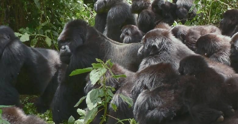 英国纪录片《大卫·艾登堡：大猩猩的故事 A Gorilla Story: Told by David Attenborough 2026》英语中英双字 无水印纯净版 1080P/MKV/1.43G 大猩猩的故事插图4