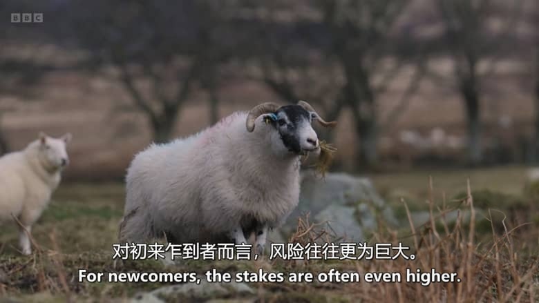 BBC纪录片《农耕生活 This Farming Life 2026》第8季全12集 英语中英字幕 官方纯净收藏版 1080P/MKV/27.3G 农场生活插图3