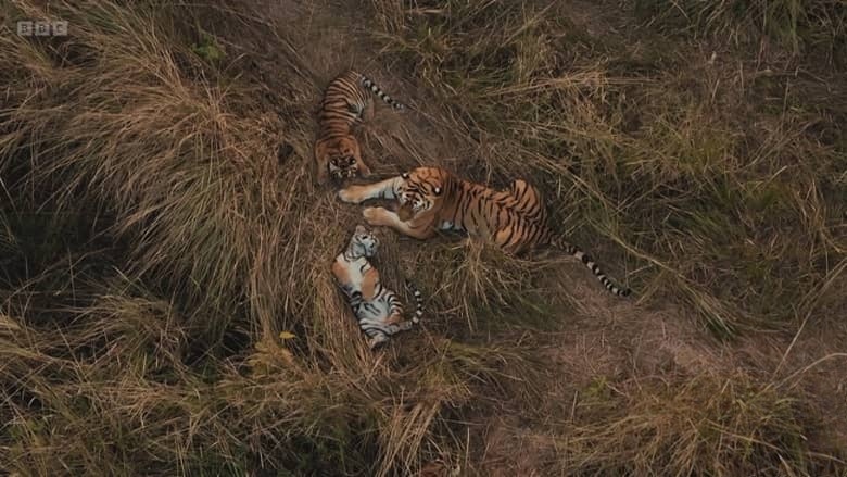 BBC纪录片《虎岛秘境 Tiger Island 2026》全2集 英语中英双字 无水印纯净版 1080P/MKV/5.8G 野生孟加拉虎插图5 BBC纪录片《虎岛秘境 Tiger Island 2026》全2集 英语中英双字 无水印纯净版 1080P/MKV/5.8G 野生孟加拉虎插图5