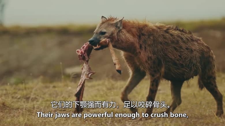 CH4纪录片《非洲秘境：进入荒野 Secret Africa: Into The Wild 2026》全3集 英语中英双字 无水印纯净版 1080P/MKV/4.97G 对自然的理解插图5