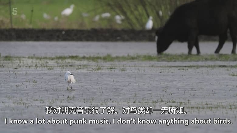 Ch5纪录片《山姆与埃德观鸟记 Sam & Ade Go Birding 2026》全3集 英语中英双字 无水印纯净版 1080P/MKV/8.13G 鸟类纪录片插图2