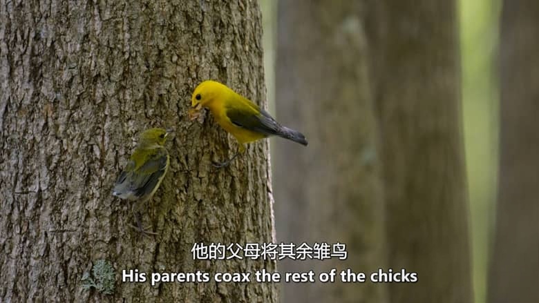 PBS纪录片《自然 Nature 2020-2026》第39-44季全81集 英语中英双字 无水印纯净版 1080P/MKV/184G 自然奇境插图3
