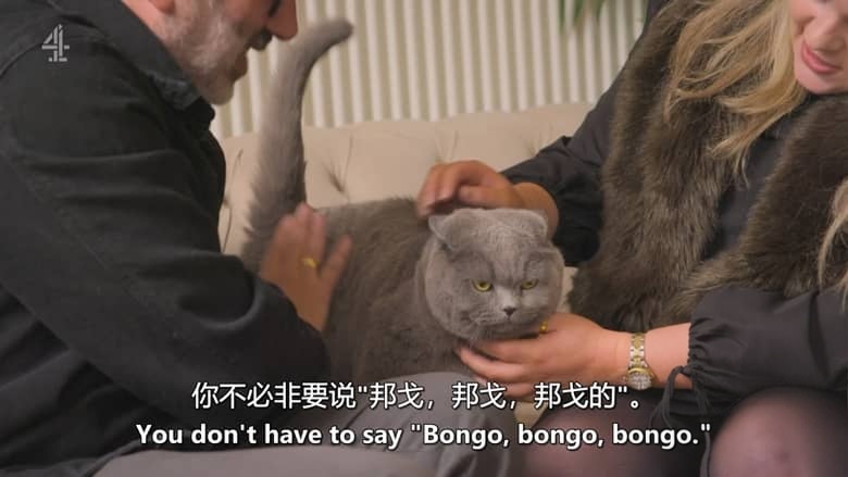 英国纪录片《大卫·巴迪尔:猫奴日记 David Baddiel: Cat Man 2026》全3集 英语中英双字 无水印纯净版 资深猫奴插图4 英国纪录片《大卫·巴迪尔:猫奴日记 David Baddiel: Cat Man 2026》全3集 英语中英双字 无水印纯净版 资深猫奴插图4