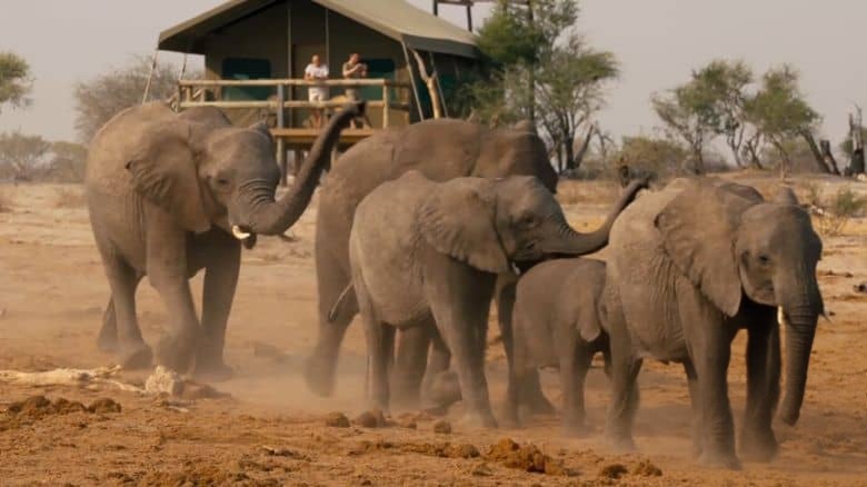 南非纪录片《大象难民 Elephant Refugees 2020》英语中英双字 无水印纯净版 1080P/MKV/5.03G 大象生存危机插图2 南非纪录片《大象难民 Elephant Refugees 2020》英语中英双字 无水印纯净版 1080P/MKV/5.03G 大象生存危机插图2