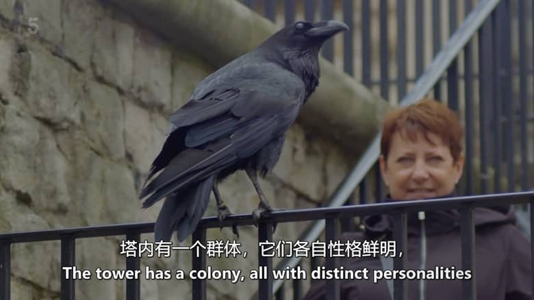 Ch5纪录片《伦敦塔内幕 Inside the Tower of London 2018-2026》第1-8季共45集 英语中英双字 无水印纯净版 1080P/MKV/67.1G 走进伦敦塔插图2 Ch5纪录片《伦敦塔内幕 Inside the Tower of London 2018-2026》第1-8季共45集 英语中英双字 无水印纯净版 1080P/MKV/67.1G 走进伦敦塔插图2