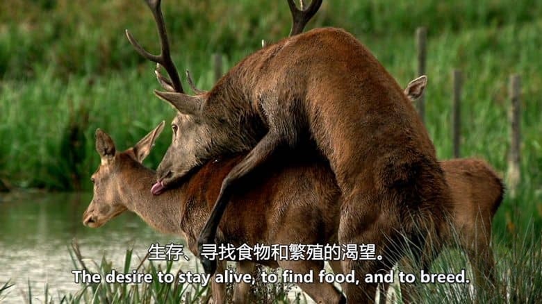 国家地理《大自然搏击俱乐部 Nature’s Fight Club 2021》全4集 英语中英双字 无水印纯净版 1080P/MKV/15.7G 动物争斗插图2 国家地理《大自然搏击俱乐部 Nature’s Fight Club 2021》全4集 英语中英双字 无水印纯净版 1080P/MKV/15.7G 动物争斗插图2