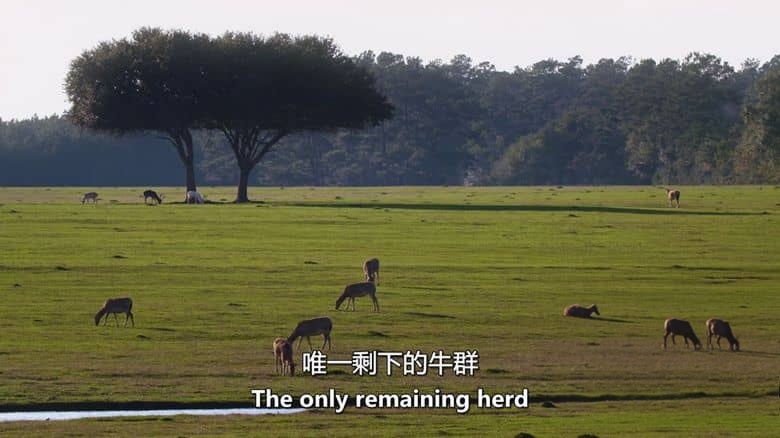 史密森尼频道《动物帝国 Animal Empire 2016》第一季全6集 英语中英双字 无水印纯净版 动物生存故事插图1