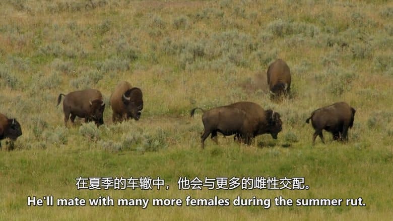 加拿大纪录片《美国荒野的季节 America’s Wild Seasons 2019》第一季全4集 英语中英双字 无水印纯净版 美国荒野四季插图4 加拿大纪录片《美国荒野的季节 America’s Wild Seasons 2019》第一季全4集 英语中英双字 无水印纯净版 美国荒野四季插图4