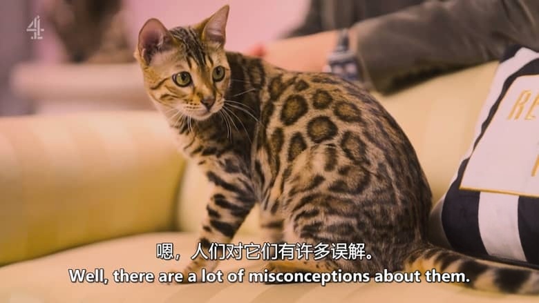 英国纪录片《大卫·巴迪尔:猫奴日记 David Baddiel: Cat Man 2026》全3集 英语中英双字 无水印纯净版 资深猫奴插图2 英国纪录片《大卫·巴迪尔:猫奴日记 David Baddiel: Cat Man 2026》全3集 英语中英双字 无水印纯净版 资深猫奴插图2