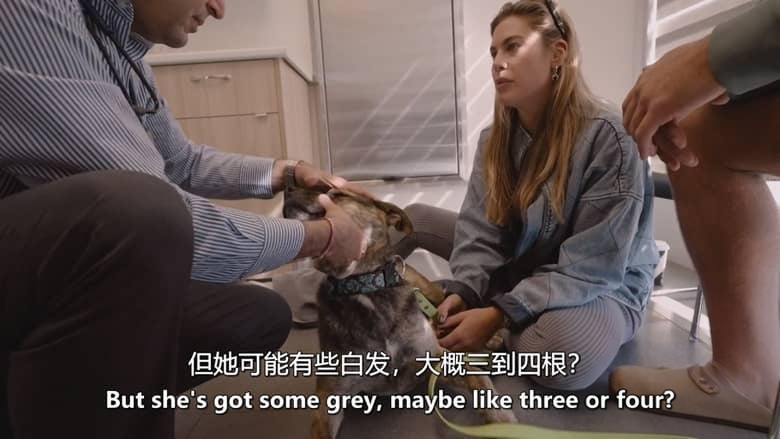加拿大纪录片《爱狗人士 Must Love Dogs 2026》第一季全10集 英语中英双字 无水印纯净版 1080P/MKV/9.39G 治愈系宠物插图3 加拿大纪录片《爱狗人士 Must Love Dogs 2026》第一季全10集 英语中英双字 无水印纯净版 1080P/MKV/9.39G 治愈系宠物插图3