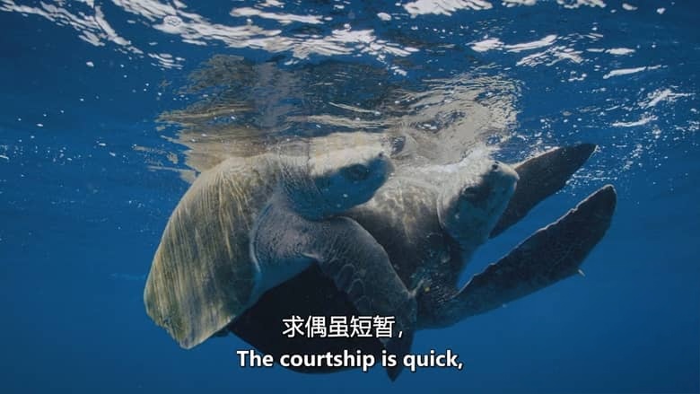 PBS纪录片《自然 Nature 2020-2026》第39-44季全81集 英语中英双字 无水印纯净版 1080P/MKV/184G 自然奇境插图1