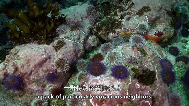 史密森尼频道《非洲海岸 Coastal Africa 2016》第一季全4集 英语中英双字 无水印纯净版 非洲海岸插图5