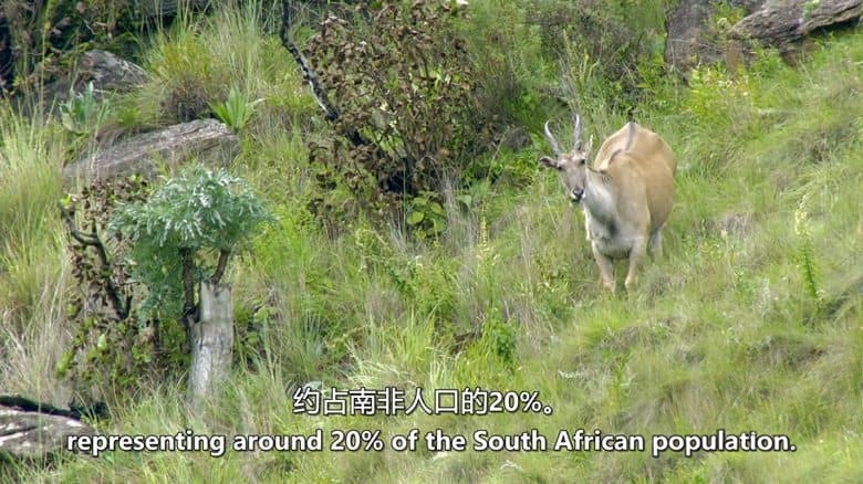 史密森尼频道《非洲隐藏的王国 Africa’s Hidden Kingdoms 2015》第一季全6集 英语中英双字 无水印纯净版 1080P/MKV/16.6G 非洲生态系统插图6 史密森尼频道《非洲隐藏的王国 Africa’s Hidden Kingdoms 2015》第一季全6集 英语中英双字 无水印纯净版 1080P/MKV/16.6G 非洲生态系统插图6