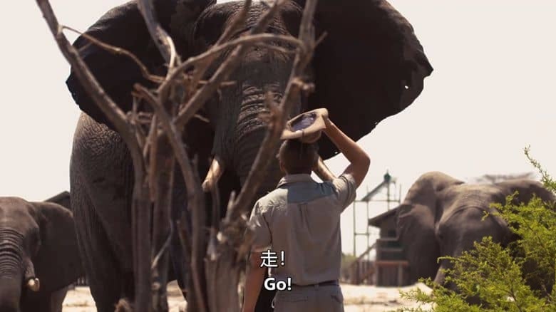 南非纪录片《大象难民 Elephant Refugees 2020》英语中英双字 无水印纯净版 1080P/MKV/5.03G 大象生存危机插图5 南非纪录片《大象难民 Elephant Refugees 2020》英语中英双字 无水印纯净版 1080P/MKV/5.03G 大象生存危机插图5