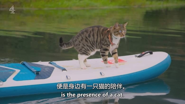 英国纪录片《大卫·巴迪尔:猫奴日记 David Baddiel: Cat Man 2026》全3集 英语中英双字 无水印纯净版 资深猫奴插图7 英国纪录片《大卫·巴迪尔:猫奴日记 David Baddiel: Cat Man 2026》全3集 英语中英双字 无水印纯净版 资深猫奴插图7