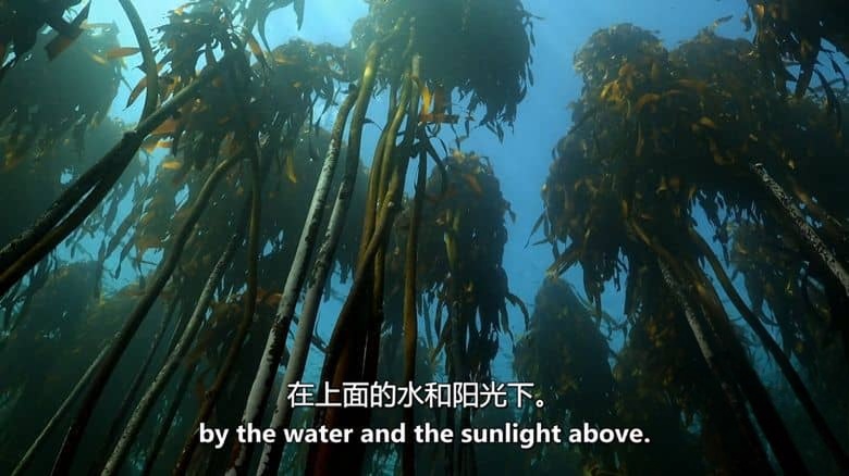 史密森尼频道《非洲海岸 Coastal Africa 2016》第一季全4集 英语中英双字 无水印纯净版 非洲海岸插图4