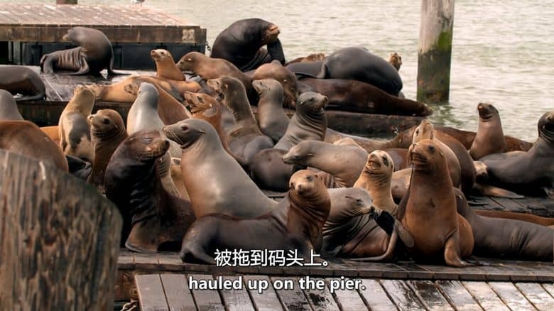 史密森尼频道《动物帝国 Animal Empire 2016》第一季全6集 英语中英双字 无水印纯净版 动物生存故事插图5