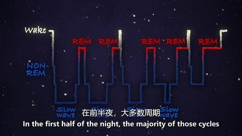 PBS纪录片《睡眠之谜 Mysteries of Sleep 2020》英语中英双字 无水印纯净版 1080P/MKV/2.04G 睡眠的科学插图5 PBS纪录片《睡眠之谜 Mysteries of Sleep 2020》英语中英双字 无水印纯净版 1080P/MKV/2.04G 睡眠的科学插图5