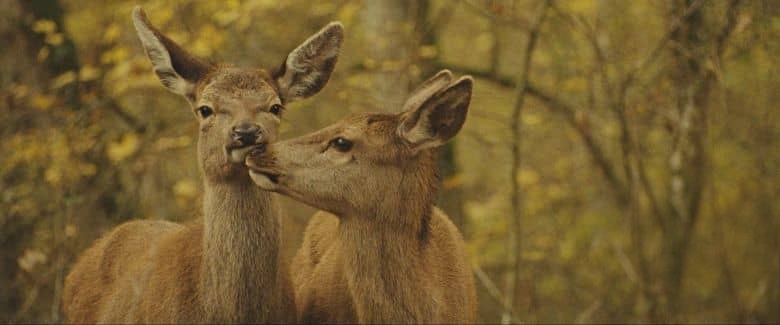 法国纪录片《小鹿斑比:森林生活故事 Bambi: A Tale of Life in the Woods 2024》法英语中英双字 无水印纯净版 4K超清/2160P/MKV/3.49G 自然生命之旅插图5 法国纪录片《小鹿斑比:森林生活故事 Bambi: A Tale of Life in the Woods 2024》法英语中英双字 无水印纯净版 4K超清/2160P/MKV/3.49G 自然生命之旅插图5