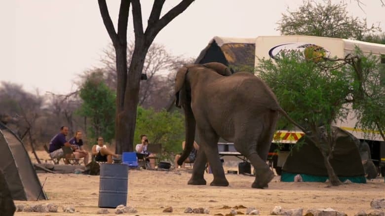南非纪录片《大象难民 Elephant Refugees 2020》英语中英双字 无水印纯净版 1080P/MKV/5.03G 大象生存危机插图4 南非纪录片《大象难民 Elephant Refugees 2020》英语中英双字 无水印纯净版 1080P/MKV/5.03G 大象生存危机插图4