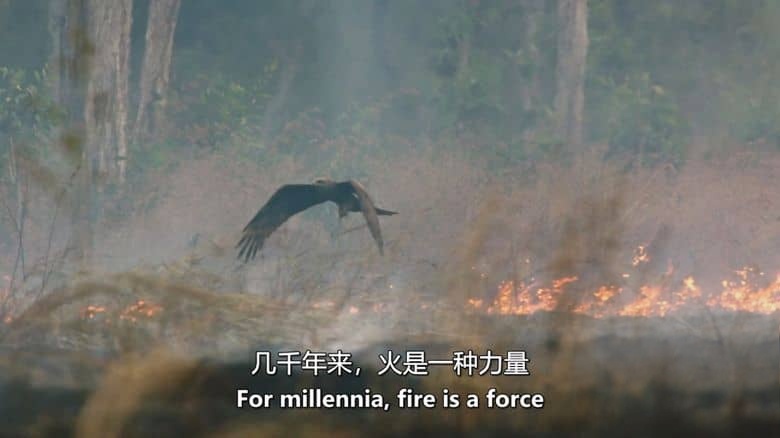 ABC纪录片《野火之后 After the Wildfires 2020》英语中英双字 无水印纯净版 1080P/MKV/859M 澳洲野火插图1 ABC纪录片《野火之后 After the Wildfires 2020》英语中英双字 无水印纯净版 1080P/MKV/859M 澳洲野火插图1