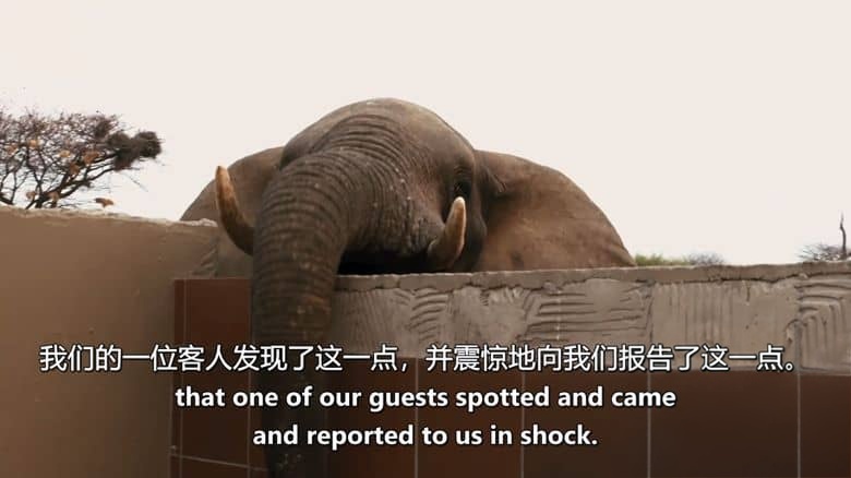 南非纪录片《大象难民 Elephant Refugees 2020》英语中英双字 无水印纯净版 1080P/MKV/5.03G 大象生存危机插图1 南非纪录片《大象难民 Elephant Refugees 2020》英语中英双字 无水印纯净版 1080P/MKV/5.03G 大象生存危机插图1
